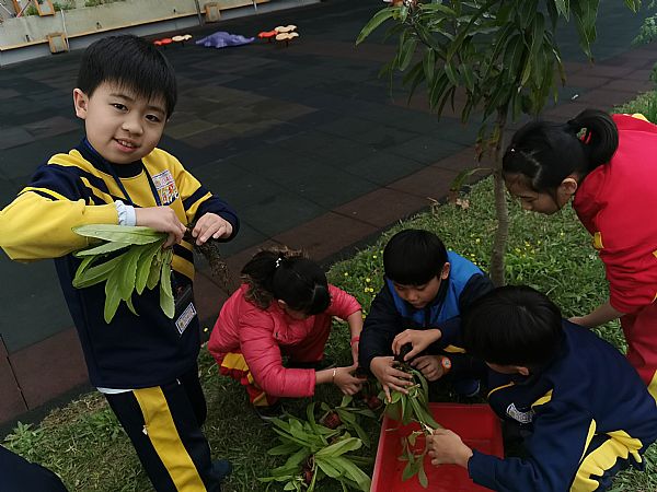 放大圖：