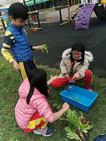 放大圖：
