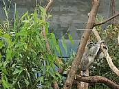 縮圖：