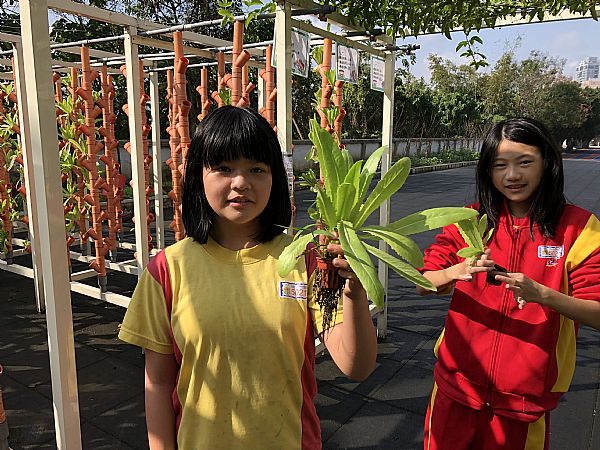 放大圖：