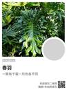 縮圖：