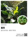 縮圖：
