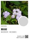 縮圖：