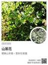 縮圖：