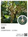 縮圖：
