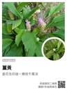 縮圖：