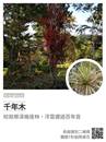 縮圖：