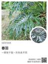 縮圖：