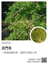 縮圖：